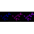 KD-Validated DAXX Rabbit mAb (20 μl)