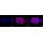 KD-Validated EGFR Rabbit mAb (20 μl)