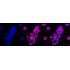 KD-Validated CDKN1B Rabbit mAb (20 μl)