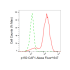 KD-Validated p150 CAF1 Rabbit mAb (20 μl)