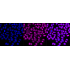 KD-Validated p150 CAF1 Rabbit mAb (20 μl)
