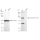 KD-Validated Phospho-PKR (T451) Rabbit mAb (20 μl)