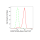KD-Validated EHMT2 Rabbit mAb (20 μl)