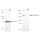 KD-Validated EHMT2 Rabbit mAb (20 μl)