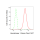 KD-Validated HXK1 Rabbit mAb (20 μl)
