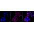 KD-Validated HXK1 Rabbit mAb (20 μl)