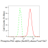 KD-Validated Phospho-PKC alpha (Ser657) Rabbit mAb (20 μl)