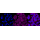 KD-Validated DLAT Rabbit mAb (20 μl)