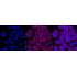 KD-Validated DLAT Rabbit mAb (20 μl)