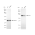 KD-Validated DLAT Rabbit mAb (20 μl)