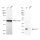 KD-Validated COXIV Rabbit mAb (20 μl)