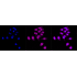 KD-Validated ALKBH1 Rabbit mAb (20 μl)