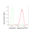 KD-Validated Fibronectin 1 Rabbit mAb (20 μl)