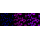 KD-Validated Fibronectin 1 Rabbit mAb (20 μl)