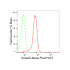 KD-Validated Smad2 Rabbit mAb (20 μl)