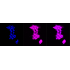 KD-Validated Smad2 Rabbit mAb (20 μl)