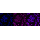 KD-Validated Bmi1 Rabbit mAb (20 μl)