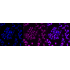 KD-Validated Bmi1 Rabbit mAb (20 μl)