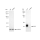 KD-Validated Bmi1 Rabbit mAb (20 μl)