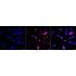 KD-Validated BCL1 Rabbit mAb (20 μl)