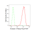KD-Validated ANX5 Rabbit mAb (20 μl)