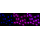 KD-Validated ANX5 Rabbit mAb (20 μl)