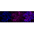 KD-Validated Src Rabbit mAb (20 μl)