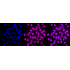 KD-Validated ERCC1 Rabbit mAb (20 μl)