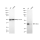 KD-Validated ERCC1 Rabbit mAb (20 μl)