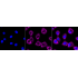 KD-Validated Arg2 Rabbit mAb (20 μl)