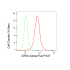 KD-Validated CRKII Rabbit mAb (20 μl)