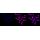 KD-Validated CRKII Rabbit mAb (20 μl)