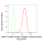 KD-Validated PKACA Rabbit mAb (20 μl)