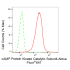 KD-Validated PKACA Rabbit mAb (20 μl)