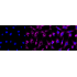 KD-Validated PKACA Rabbit mAb (20 μl)