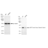 KD-Validated PKACA Rabbit mAb (20 μl)