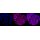 KD-Validated RRM1 Rabbit mAb (20 μl)
