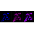 KD-Validated HIF1β Rabbit mAb (20 μl)
