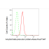KD-Validated ABPP Rabbit mAb (20 μl)