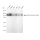 KD-Validated ABPP Rabbit mAb (20 μl)