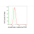 KD-Validated ARRB1 Rabbit mAb (20 μl)