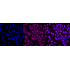 KD-Validated ARRB1 Rabbit mAb (20 μl)