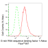 KD-Validated GRSF1 Rabbit mAb (20 μl)