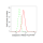 KD-Validated CASP3 Rabbit mAb (20 μl)