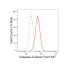 KD-Validated CASP3 Rabbit mAb (20 μl)