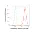 KD-Validated CASP9 Rabbit mAb (20 μl)