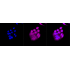 KD-Validated CASP9 Rabbit mAb (20 μl)