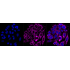 KD-Validated Citrate Synthetase Rabbit mAb (20 μl)
