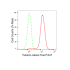 KD-Validated Tuberin Rabbit mAb (20 μl)
