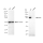 KD-Validated Stat3 Rabbit mAb (20 μl)
